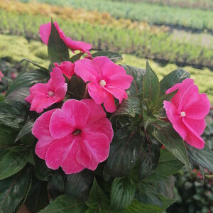 Alegría-guineana-o-Impatiens