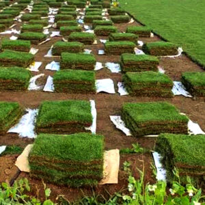 grass-natural